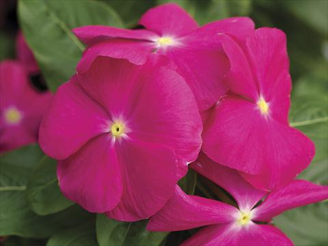 Photos von Blumenvarianten benutzt als: Topf und Beet Catharanthus roseus - Vinca Cora Pink