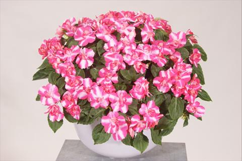 Photos von Blumenvarianten benutzt als: Topf, Beet, Terrasse, Ampel Impatiens walleriana Silhouette® Rose Star