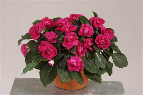 Photos von Blumenvarianten benutzt als: Topf, Beet, Terrasse, Ampel Impatiens walleriana Silhouette® Purple