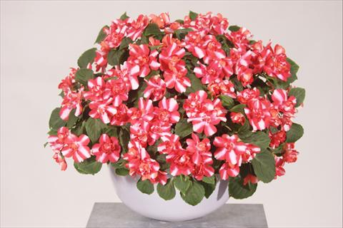 Photos von Blumenvarianten benutzt als: Topf, Beet, Terrasse, Ampel Impatiens walleriana Silhouette® Red Star
