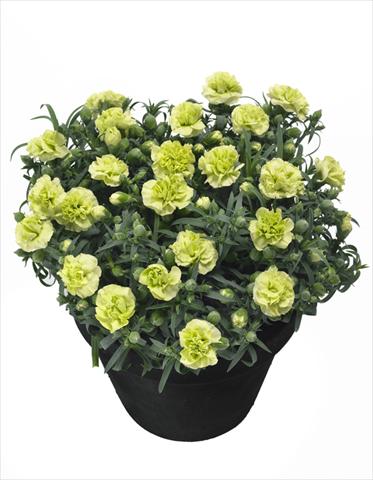 Photos von Blumenvarianten benutzt als: Topf Dianthus Jade