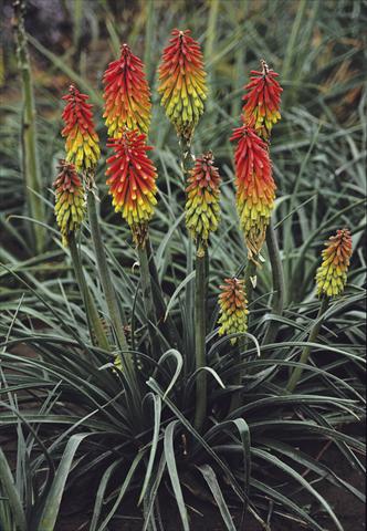 Photos von Blumenvarianten benutzt als: Beet- / Rabattenpflanze Kniphofia hirstuta Fire Dance
