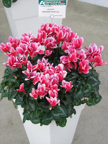 Photos von Blumenvarianten benutzt als: Topf Cyclamen persicum Halios® Fantasia  Rouge