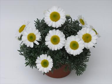 Photos von Blumenvarianten benutzt als: Topf, Beet, Terrasse Leucanthemum Flirt