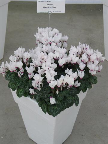 Photos von Blumenvarianten benutzt als: Topf und Beet Cyclamen persicum Metis® Blanc à oeil