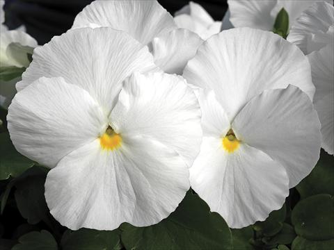 Photos von Blumenvarianten benutzt als: Topf und Beet Viola wittrockiana Karma White Imp