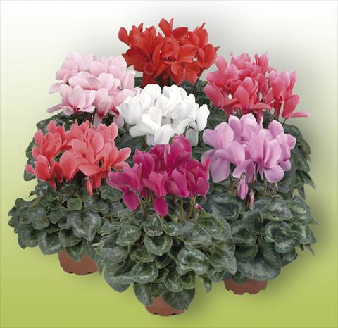 Photos von Blumenvarianten benutzt als: Topf Cyclamen persicum Rainier Mix