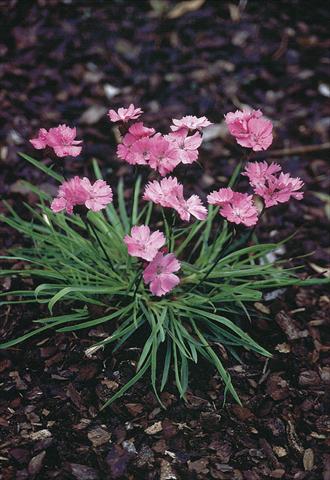 Photos von Blumenvarianten benutzt als: Topf und Beet Dianthus carthusianorum Ruperts Pink
