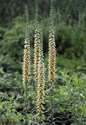 Photos von Blumenvarianten benutzt als: Beet- / Rabattenpflanze Digitalis ferruginea Gigantea Gelber Herold