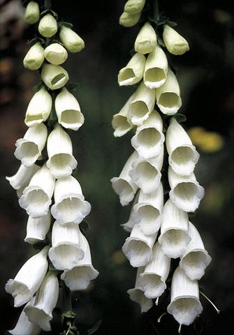 Photos von Blumenvarianten benutzt als: Beet- / Rabattenpflanze Digitalis purpurea Snow Thimble