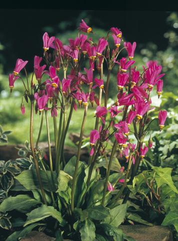 Photos von Blumenvarianten benutzt als: Beet- / Rabattenpflanze Dodecatheon tetrandrum Rotlicht