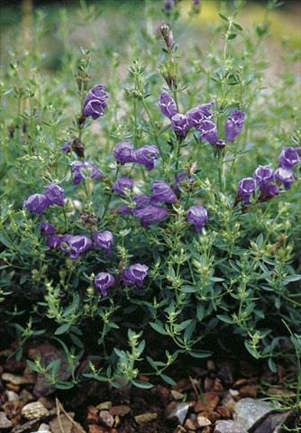 Photos von Blumenvarianten benutzt als: Beet- / Rabattenpflanze Draocephalum peregrinum Blue Dragon