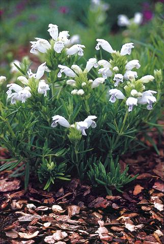 Photos von Blumenvarianten benutzt als: Beet- / Rabattenpflanze Draocephalum argunense Fuji White