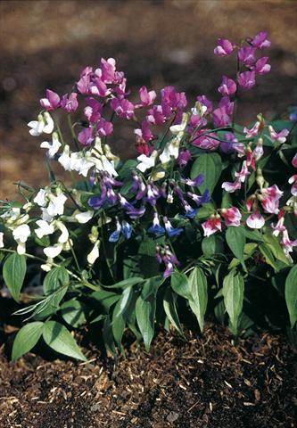 Photos von Blumenvarianten benutzt als: Topf, Beet, Terrasse Lathyrus vernus Rainbow