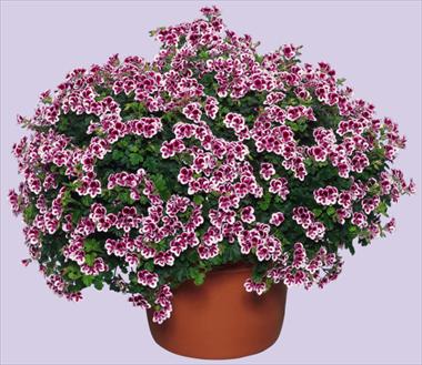 Photos von Blumenvarianten benutzt als: Terrasse, Ampel Pelargonium crispum Angeleyes Randy