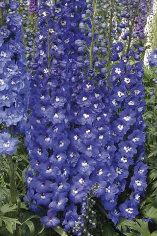 Photos von Blumenvarianten benutzt als: Beet- / Rabattenpflanze Delphinium elatum New Millennium Series Royal Aspirations