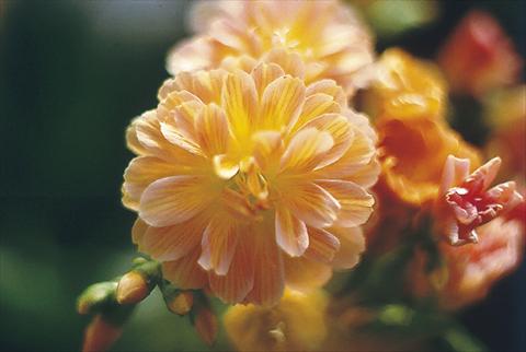 Photos von Blumenvarianten benutzt als: Topf, Beet, Terrasse Lewisia cotyledon Praline