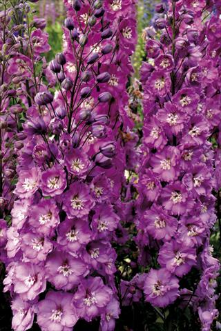 Photos von Blumenvarianten benutzt als: Beet- / Rabattenpflanze Delphinium elatum New Millennium Series Sweethearts