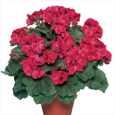 Photos von Blumenvarianten benutzt als: Topf Pelargonium grandiflorum pac® Aristo® Claret