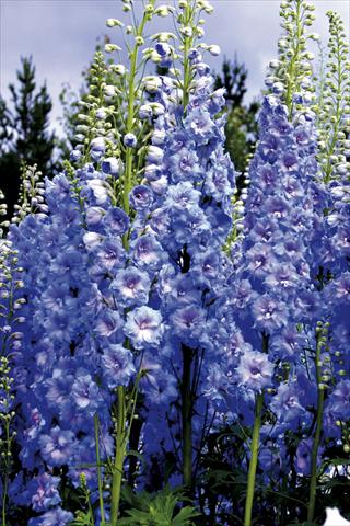 Photos von Blumenvarianten benutzt als: Beet- / Rabattenpflanze Delphinium elatum New Millennium Series Blue Lace