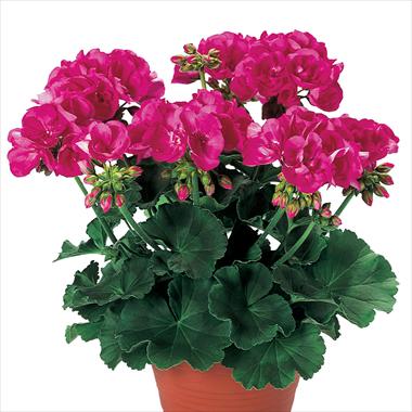 Photos von Blumenvarianten benutzt als: Terrasse, Topf Pelargonium zonale pac® Shocking Pink