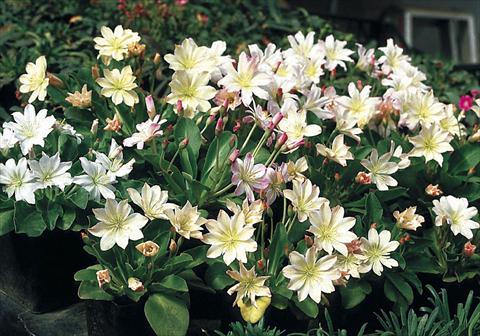 Photos von Blumenvarianten benutzt als: Beet- / Rabattenpflanze Lewisia tweedyi Lovedream