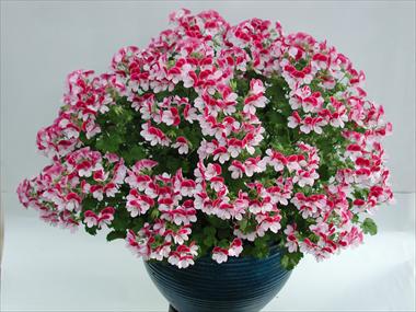 Photos von Blumenvarianten benutzt als: Terrasse, Ampel Pelargonium crispum Angeleyes Bicolor
