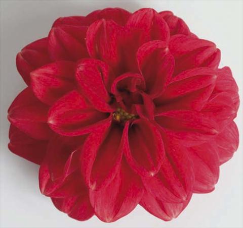 Photos von Blumenvarianten benutzt als: Topf, Beet, Terrasse, Ampel Dahlia Dali Scarlet