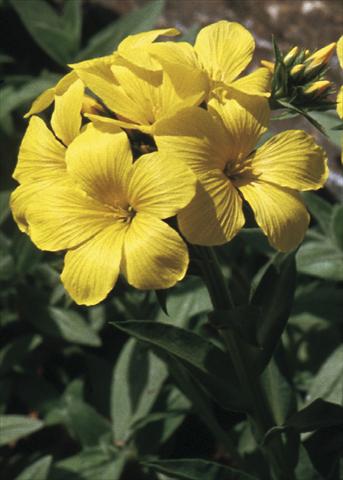 Photos von Blumenvarianten benutzt als: Beet- / Rabattenpflanze Linaria aeruginea Gemmels Strain