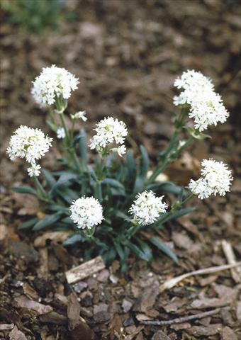 Photos von Blumenvarianten benutzt als: Beet- / Rabattenpflanze Lychnis alpina Snow Flurry