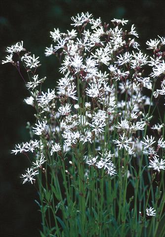Photos von Blumenvarianten benutzt als: Beet- / Rabattenpflanze Lychnis flos-cuculi White Robin