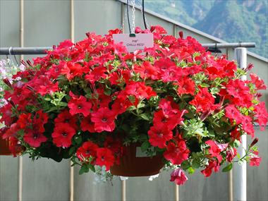 Photos von Blumenvarianten benutzt als: Topf, Terrasse, Ampel. Petunia pendula Chilli Red