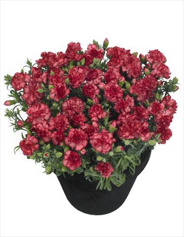 Photos von Blumenvarianten benutzt als: Topf Dianthus Lahana