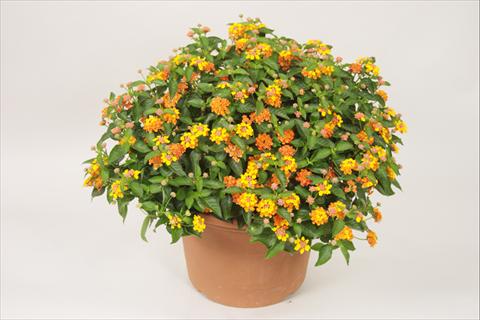 Photos von Blumenvarianten benutzt als: Topf und Beet Lantana camara Bandana® Orange Sunrise