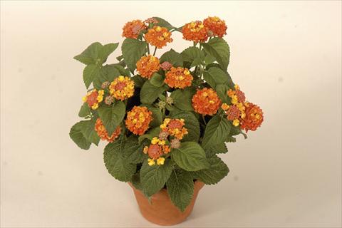 Photos von Blumenvarianten benutzt als: Topf und Beet Lantana camara Bandana® Red