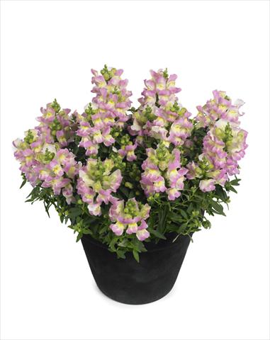 Photos von Blumenvarianten benutzt als: Ampel/Topf Antirrhinum majus Diana Lilac Yellow