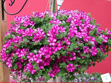 Photos von Blumenvarianten benutzt als: Topf, Terrasse, Ampel. Petunia Supertunia™ Raspberry Blast