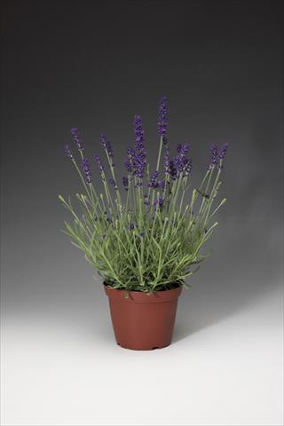 Photos von Blumenvarianten benutzt als: Topf und Beet Lavandula angustifolia AromaticoT Blue