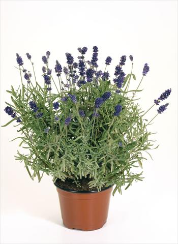 Photos von Blumenvarianten benutzt als: Topf, Beet, Terrasse Lavandula angustifolia Lavandula Hidcote