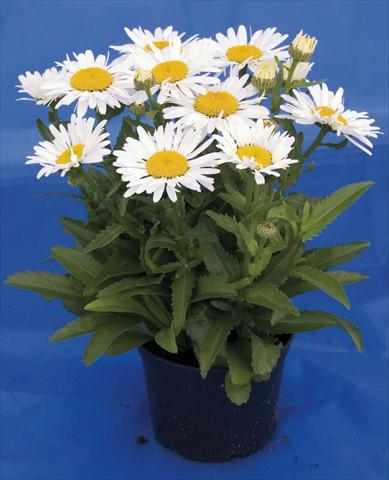 Photos von Blumenvarianten benutzt als: Topf und Beet Leucanthemum Lacrosse
