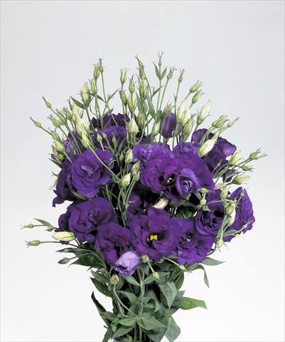 Photos von Blumenvarianten benutzt als: Schnittblume Lisianthus (Eustoma rusellianum) Super Magic Deep Blue 752