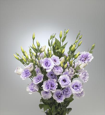 Photos von Blumenvarianten benutzt als: Schnittblume Lisianthus (Eustoma rusellianum) Super Magic Lavender 696