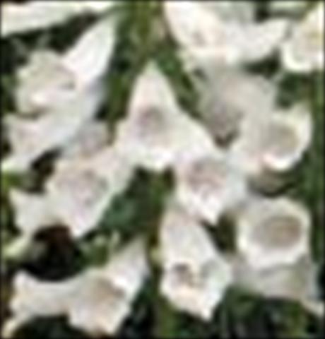 Photos von Blumenvarianten benutzt als: Topf und Beet Digitalis purpurea Dalmatian F1 White