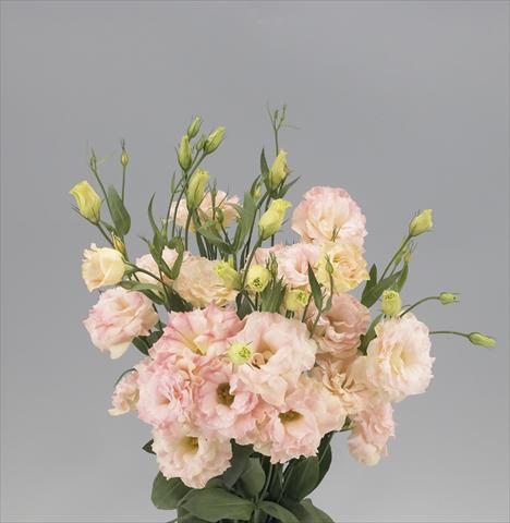 Photos von Blumenvarianten benutzt als: Schnittblume Lisianthus (Eustoma rusellianum) Super Magic Peach 588
