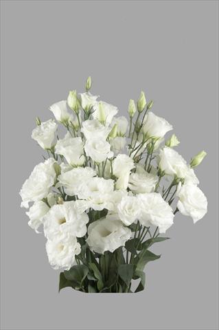 Photos von Blumenvarianten benutzt als: Schnittblume Lisianthus (Eustoma rusellianum) Super Magic White 791