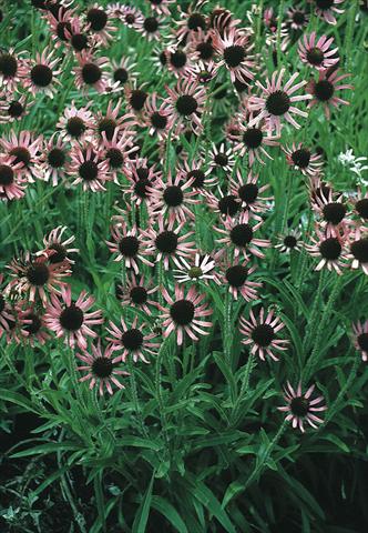 Photos von Blumenvarianten benutzt als: Beet- / Rabattenpflanze Echinacea tennesseensis Rocky Top Hybr.