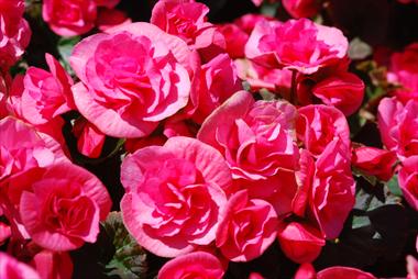 Photos von Blumenvarianten benutzt als: Topf und Beet Begonia Solenia Light Pink