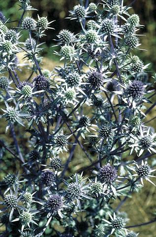 Photos von Blumenvarianten benutzt als: Beet- / Rabattenpflanze Eryngium planum Blaukappe (Blue Cap)