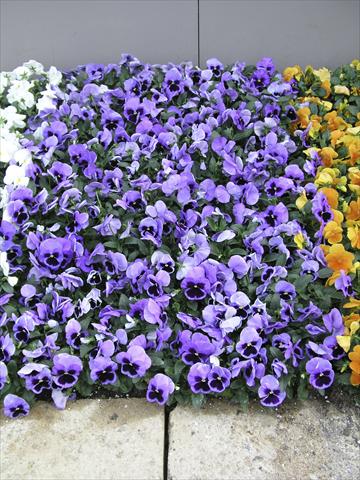 Photos von Blumenvarianten benutzt als: Topf und Beet Viola wittrockiana Earlyflorian