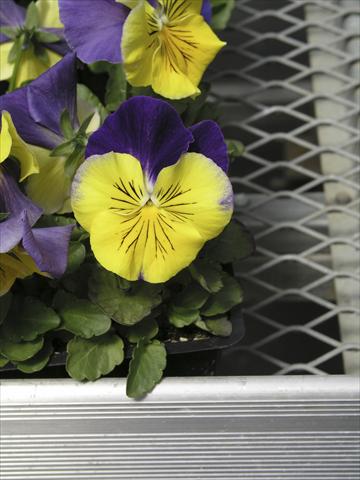 Photos von Blumenvarianten benutzt als: Topf und Beet Viola wittrockiana Earlyflorian Morpheus